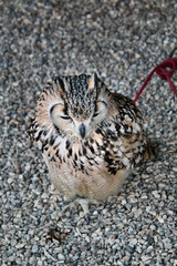 A view of an Eagle Owl