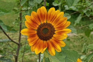 one big blooming sunflower flower with green leaves