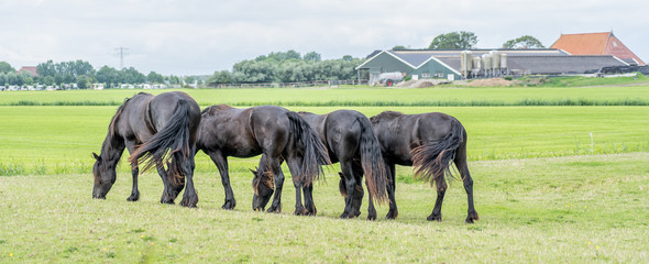 four black horses graze in the meadow. The horses appear to have exactly the same posture and move...