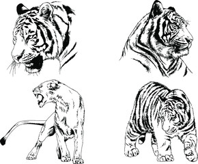 set of vector drawings on the theme of predators tigers are drawn by hand with ink tattoo logos