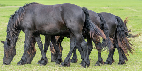 four black horses graze in the meadow. The horses appear to have exactly the same posture and move synchronously