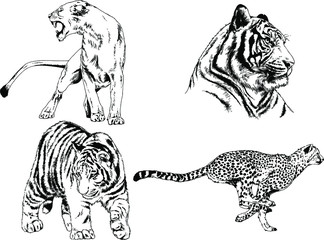 set of vector drawings on the theme of predators tigers are drawn by hand with ink tattoo logos