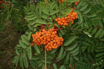 red rowan berries on a tree branch with small green leaves in nature