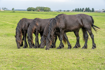 Fototapeta premium four black horses graze in the meadow. The horses appear to have exactly the same posture and move synchronously