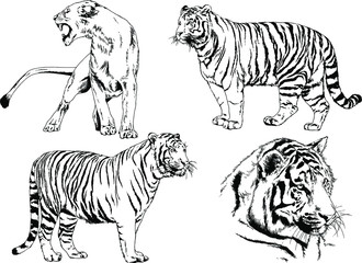 vector drawings sketches different predator , tigers lions cheetahs and leopards are drawn in ink by hand , objects with no background