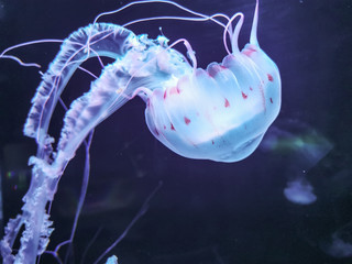 jellyfish in aquarium