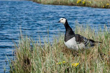 Barnacle Goose (Branta leucopsis) in Barents Sea coastal area, Russia