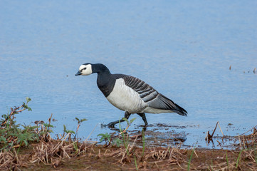 Barnacle Goose (Branta leucopsis) in Barents Sea coastal area, Russia