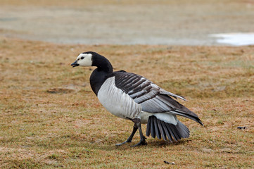 Barnacle Goose (Branta leucopsis) in Barents Sea coastal area, Russia