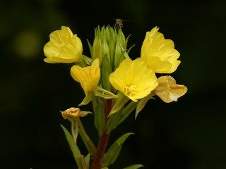 Evening-primrose (Oenothera biennis) - yellow flowers close-up, Gdansk, Poland