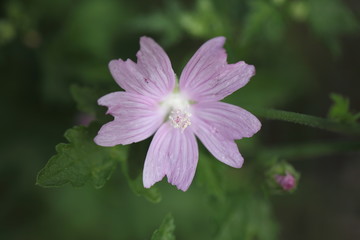 Fototapeta premium Malve