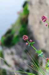 Blooming clover on the edge of a cliff. Lake Garda Northern Italy