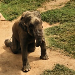 elephant in the zoo