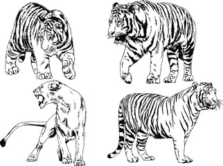 vector drawings sketches different predator , tigers lions cheetahs and leopards are drawn in ink by hand , objects with no background