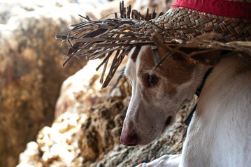 Obraz premium Deis Javea dog beach