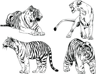 vector drawings sketches different predator , tigers lions cheetahs and leopards are drawn in ink by hand , objects with no background