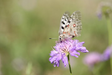 Apollo