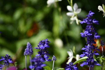 Fototapeta premium Blumenwiese