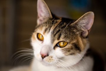 cat resting in the comfort of your home