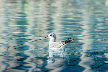 Seagull on the lake in London 