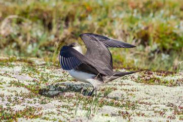 Parasitic Jaeger (Stercorarius parasiticus) in Barents Sea coastal area, Russia