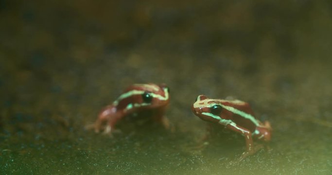 Little poisonous frog in the terrarium
