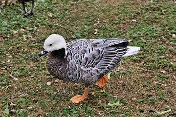 A close up of an Emporer Goose