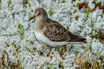 Temminck's Stint (Calidris temminckii) in Barents Sea coastal area, Russia
