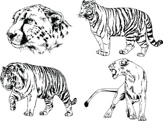 a set of vector drawings of various predators , tigers and lions, drawn in ink by hand, realistic for the logo