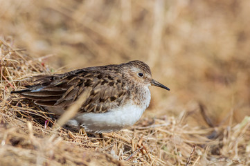 Temminck's Stint (Calidris temminckii) in Barents Sea coastal area, Russia