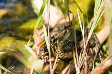 A large calm frog sits in the grass on a pond. Slow animal life