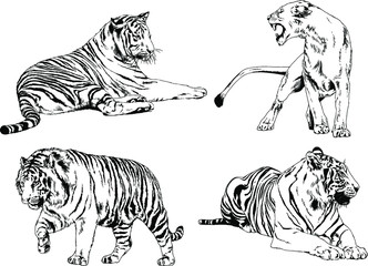 a set of vector drawings of various predators , tigers and lions, drawn in ink by hand, realistic for the logo