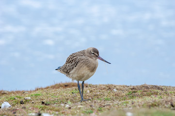 Bar-tailed Godwit (Limosa lapponica) in Barents Sea coastal area, Russia