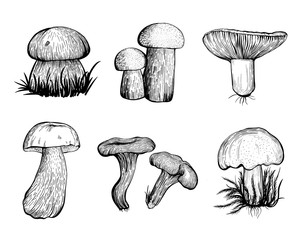 Set of forest mushrooms. Edible mushrooms - boletus edulis, boletus, Russula, chanterelles, boletus. Hand drawn vector illustration