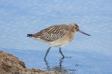 Bar-tailed Godwit (Limosa lapponica) in Barents Sea coastal area, Russia