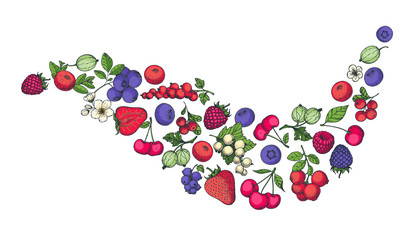 Berries collection. Hand drawn vector illustration. Food illustration. Hand drawn berry set. Colorful illustration.
