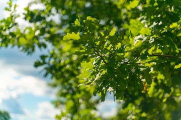 Fototapeta na wymiar Green oak leaves on blue sky background, selective focus