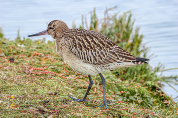 Bar-tailed Godwit (Limosa lapponica) in Barents Sea coastal area, Russia
