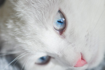 White Scottish fold kitten with blue eyes
