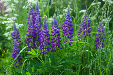 beautiful purple lupines flowers on green background