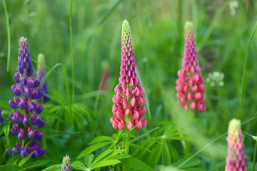 beautiful purple lupines flowers on green background