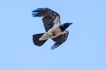 Obraz premium Hooded Crow (Corvus cornix) in Barents Sea coastal area, Russia