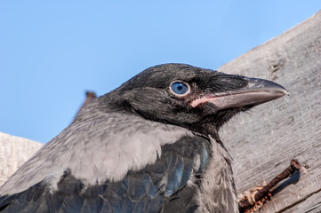 Hooded Crow (Corvus cornix) fledgeling in Barents Sea coastal area, Russia