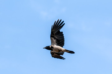 Hooded Crow (Corvus cornix) in Barents Sea coastal area, Russia