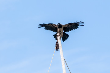 Hooded Crow (Corvus cornix) in Barents Sea coastal area, Russia