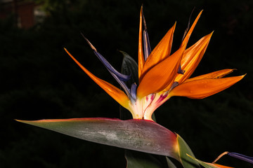 Obraz premium Bird of Paradise or Strelitzia (Strelitzia reginae) Flower