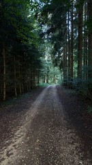 Naklejka premium Darkened photo of a road leading into the forest