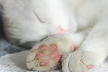 White Scottish fold kitten with blue eyes - Paws in focus