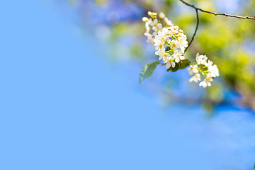 Card Background Light Blue Blossom Sky