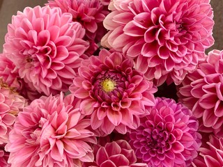 Dahlien, Blumen in Pink Blumenhintergrund